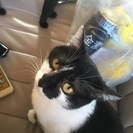 飼ってくれる方募集します - 薩摩川内市