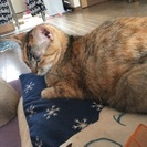 はじめまして - 薩摩川内市
