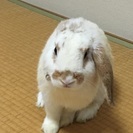 片耳がない、ロップイヤー1歳男の子 - 西宮市