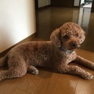 【ありがとうございました】トイプードル４歳の男の子