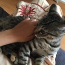 甘たれ子猫！  再募集