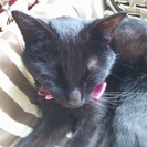 可愛い黒猫です