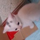 生後約1ヶ月の子猫です（白／頭に黒の模様あり）