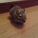 2016年3月に生まれたデグーマウスの里親募集中です