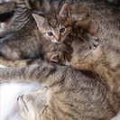 生後１ヶ月 子猫の 里親募集です！