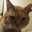 迷い猫さがしてます