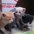 子猫貰い手募集しています