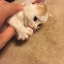 生後3週間の男の子 - 猫