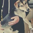 子犬の里親募集。 雑種♀ 生後５ヶ月