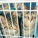 やんちゃなメス猫です。