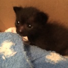 生後20日程の子猫です。