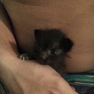 生後20日程の子猫です。 - 猫