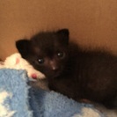 生後20日程の子猫です。 − 沖縄県