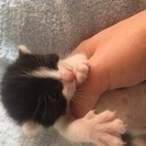 2週間足らずの子猫ちゃんです