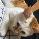 車庫に突然現れたとても人馴れした子猫