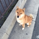 柴犬オス