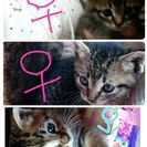 子猫の里親募集です。