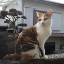 １歳１か月の元気な３兄弟（メス２匹・オス１匹）です。