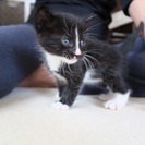 のらくろくん 一カ月 - 猫