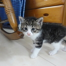 かわいい仔猫ちゃんの里親さんを募集します　2016年5月28日