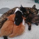 野良の子猫ﾁｬﾝ