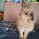 ミックスうさぎ、三才ももちゃんの里親探してます