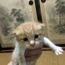 子猫ちゃん