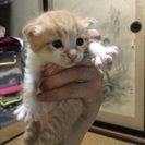 子猫ちゃん - 東田川郡