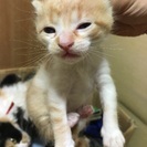 子猫ちゃん - 猫