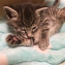 里親さん見つかりました(^-^) - 猫