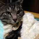 ご縁がありまして新しい里親様が見つかりましたので、募集停止としま...