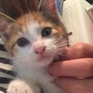 かわいいミケちゃん