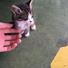 迷い猫 里親になってもらえませんか？