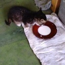 迷い猫 里親になってもらえませんか？ - 猫