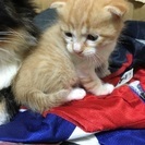 子猫ちゃん − 山形県