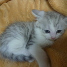 【募集終了】　雄の子猫　１匹の里親募集