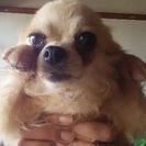 チワワ六歳♂。この子の里親になってください！