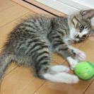 [募集一時停止します]生後2ヵ月ほど子猫オス - 伊勢崎市