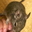 デグー４匹