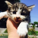 子猫３匹🙌まだ１ヶ月未満🤔