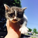 子猫３匹🙌まだ１ヶ月未満🤔 - 五所川原市