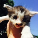 子猫３匹🙌まだ１ヶ月未満🤔 - 猫
