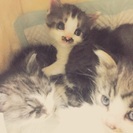 子猫３匹🙌まだ１ヶ月未満🤔 − 青森県