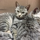 急募   飼えなくなりました - 佐伯市