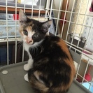 兄妹子猫2ヶ月ワクチン済 三毛・白サバ