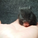 5月8日生まれ ゴールデンハムスター ブラック君 里親様決定。あ...