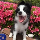 犬友募集です！