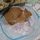 生後２ヶ月の雄猫です