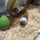 ゴールデンハムスター