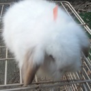 アメファジmixの子ウサギ。